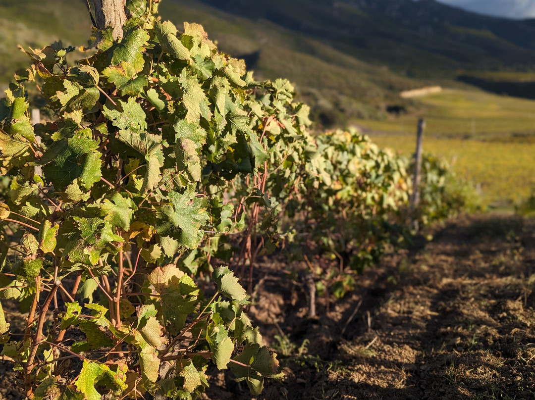 Corsica Wine Tours-Bastia必去景点
