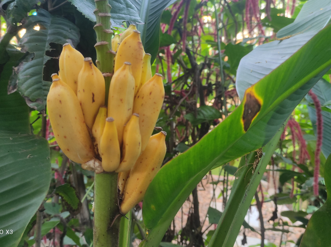 Garden Of Dreams Goa