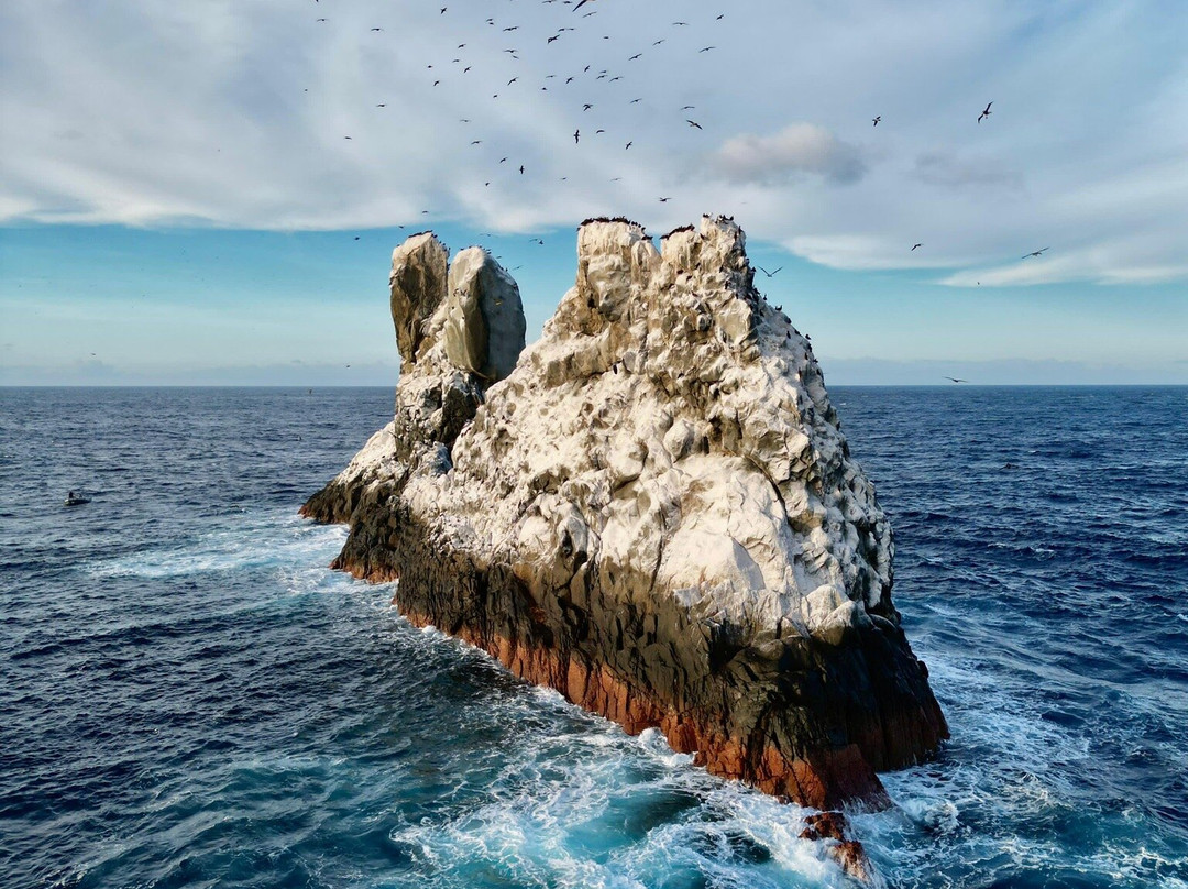 Manta Expeditions - Mexico-Isla Socorro必去景点