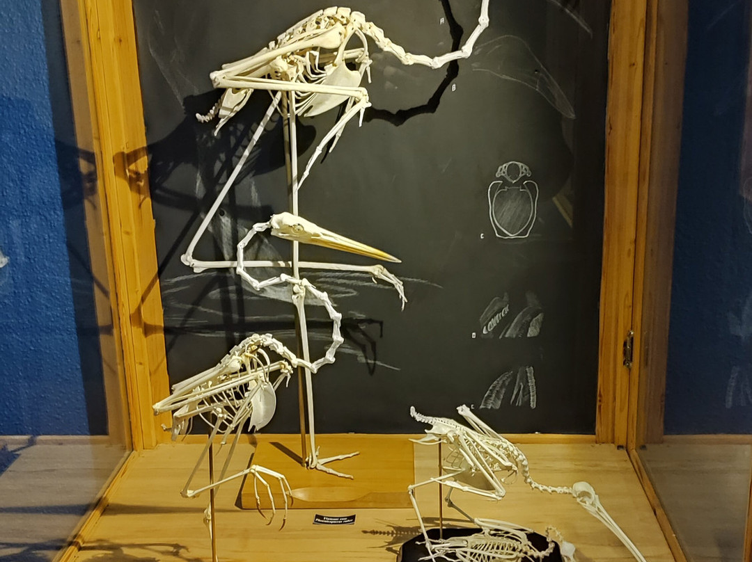 Museum d'histoire naturelle景点图片
