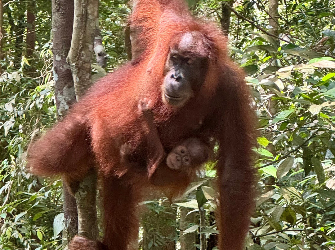 Trekking Orangutan Sumatra景点图片