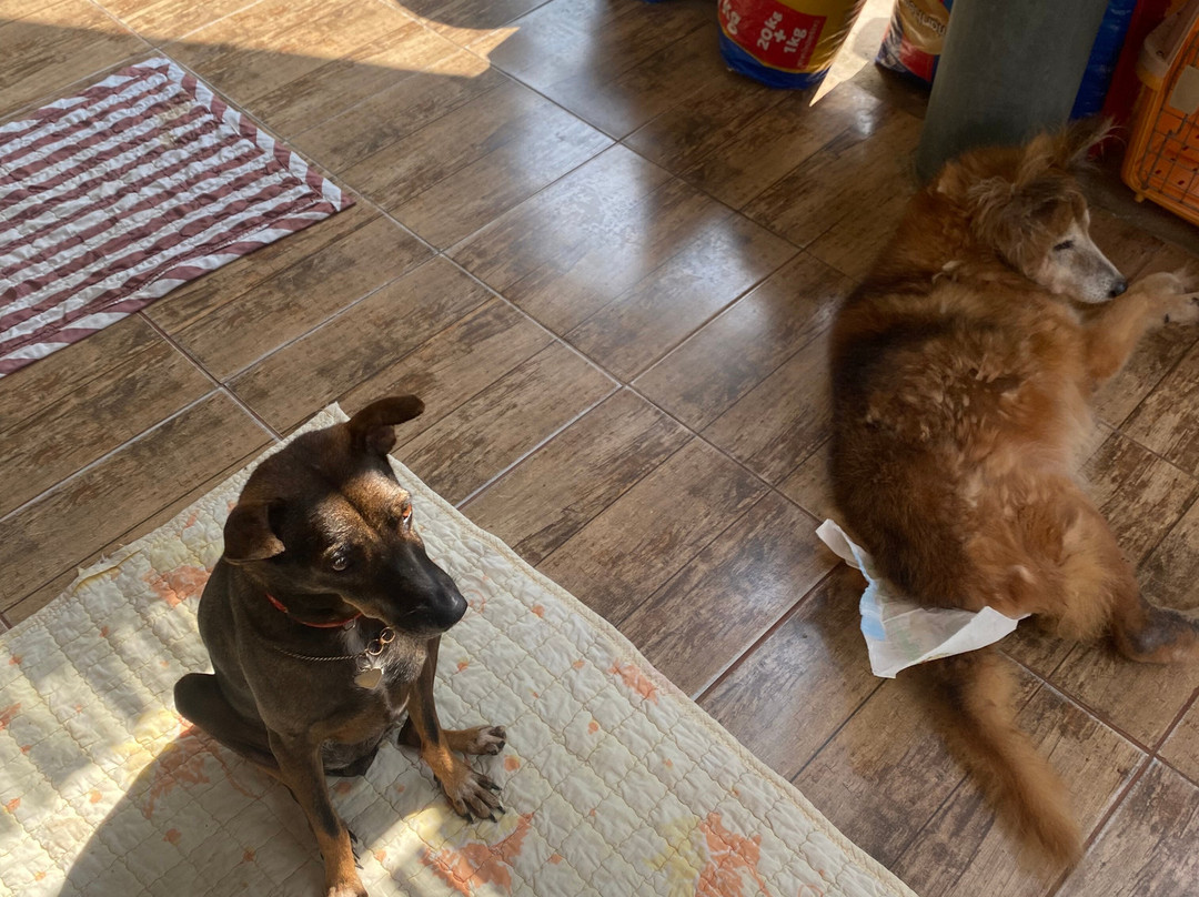 Sabai Dog-阁骨岛必去景点