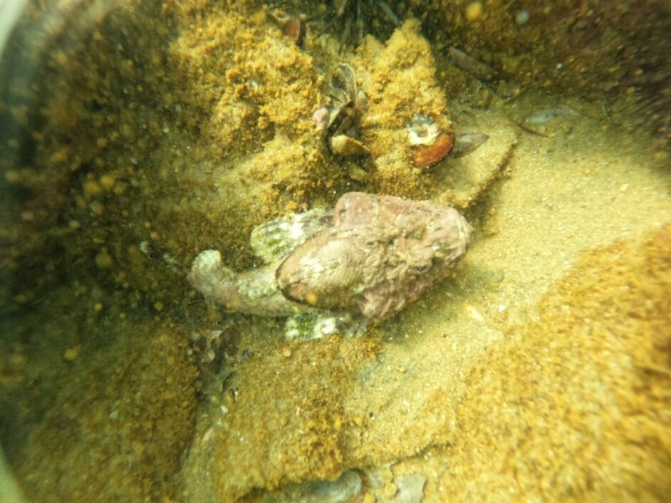 Bond Safari Scuba Diving景点图片
