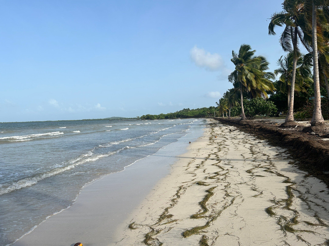 Playa Los Machos-Ceiba必去景点