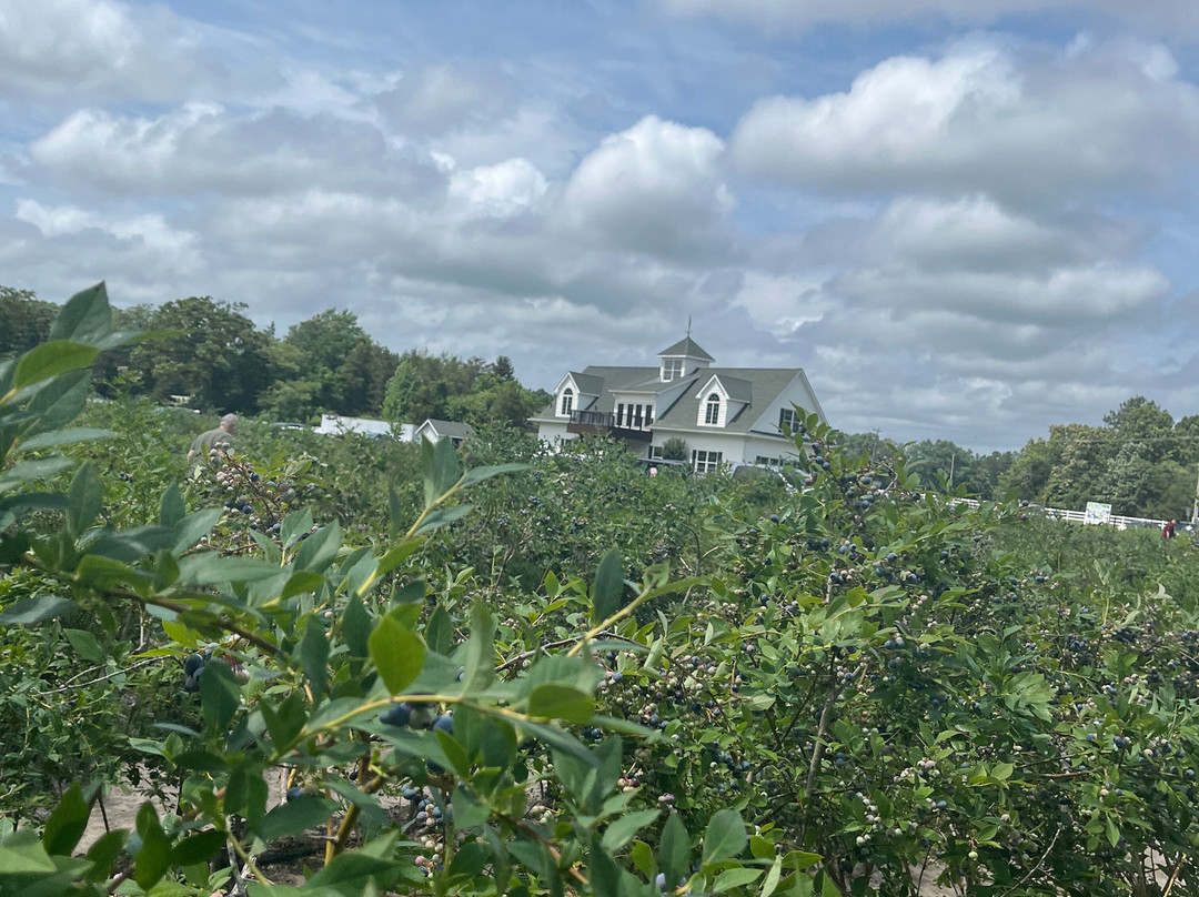 DiMeo Farm & Blueberry Plants Nursery景点图片