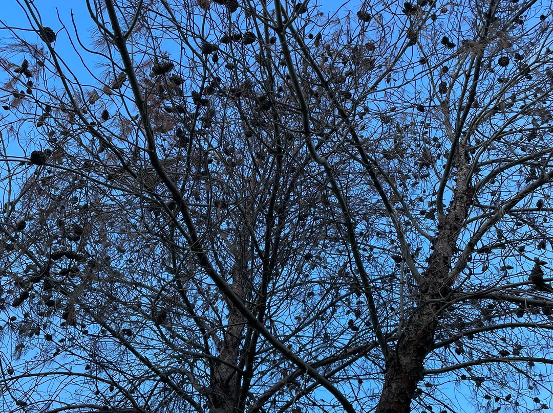 Rushworth Lions Club Federation Park-拉什沃思必去景点