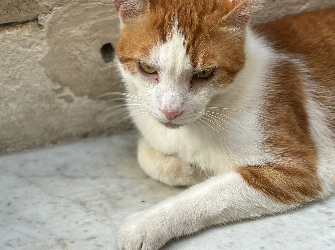 Gatti Felici Di Lipari-利帕里必去景点