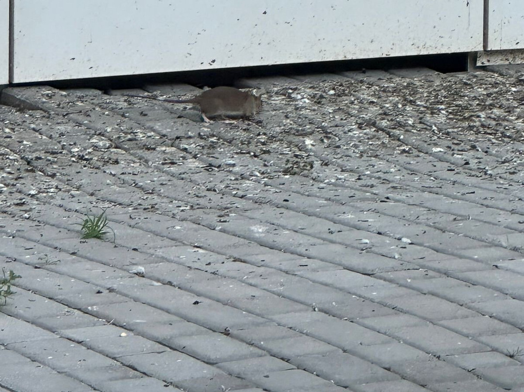 Reikartz Miramar Chornomorsk