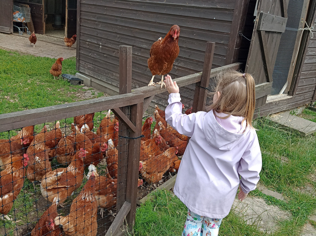 East Hull Community Farm景点图片
