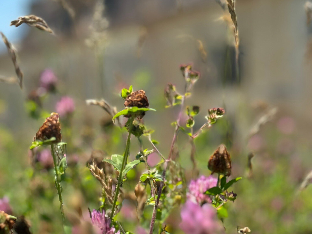 Les Cieux de Saint-Felix主图