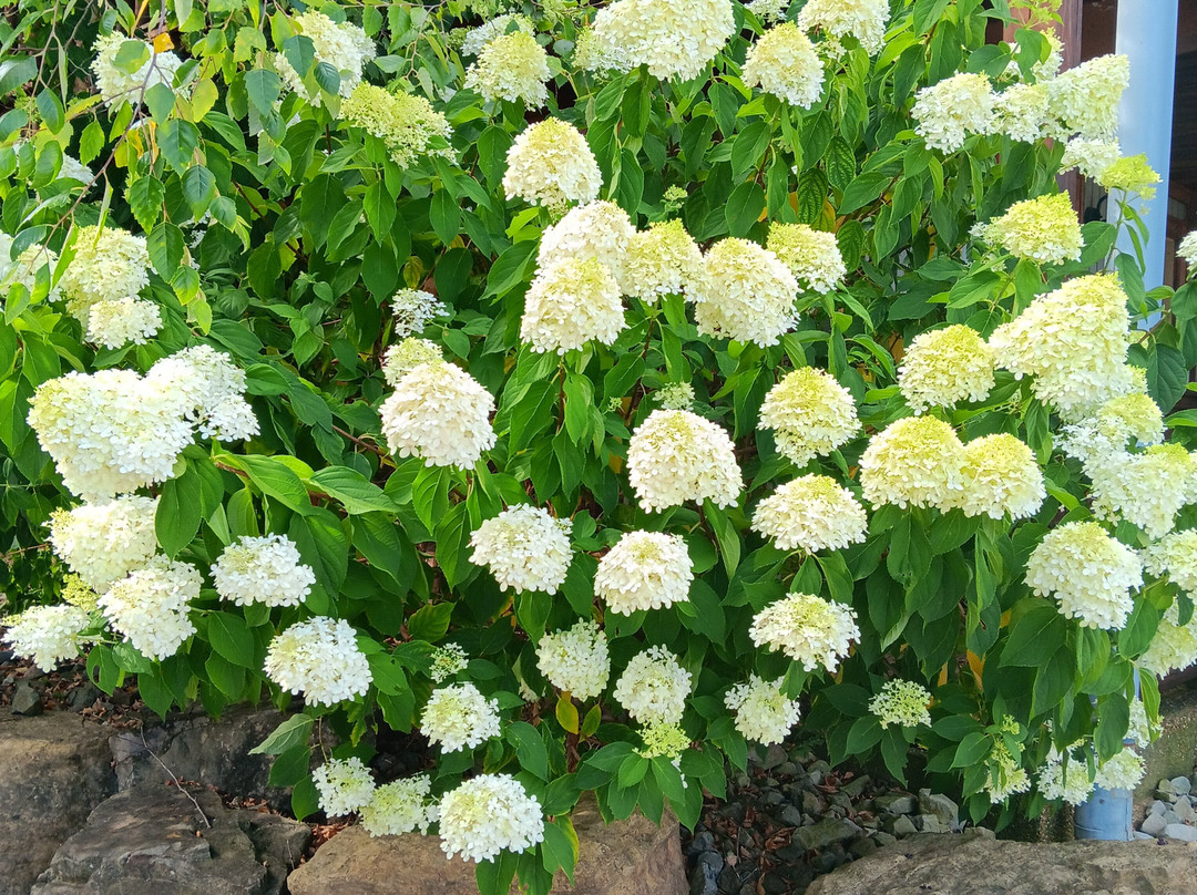 The Smoke House Lodge & Vacation Cabins主图