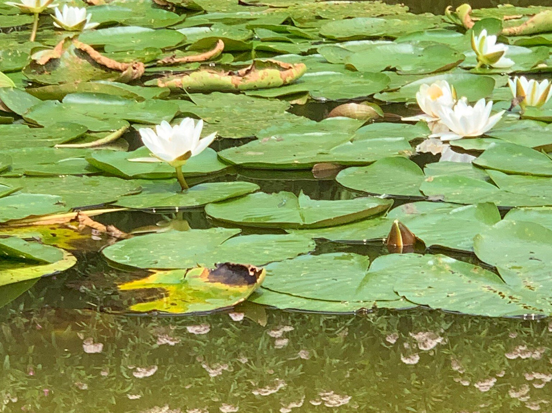 Sloepverhuur Samen Sloepen景点图片