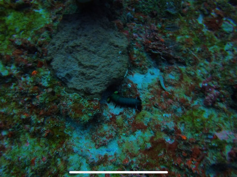 蓝梦岛巴厘潜水学院-蓝梦岛必去景点