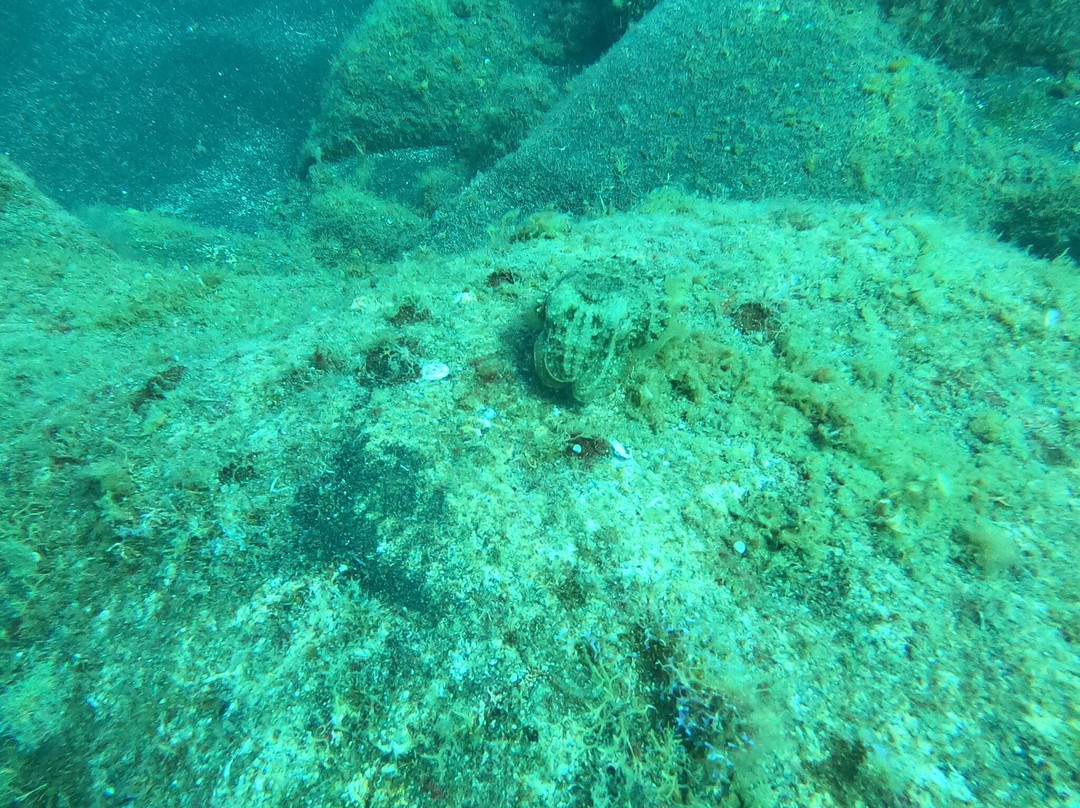 Buceo Isla Bonita景点图片