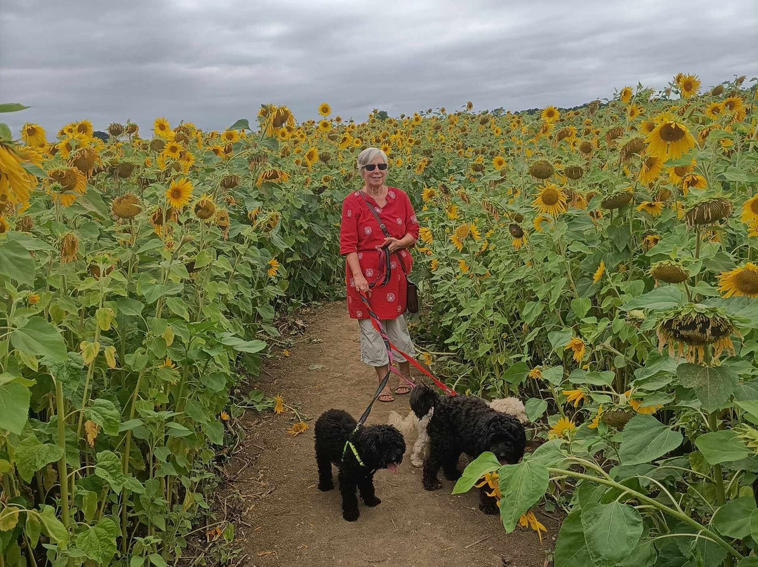 Writtle Sunflowers景点图片