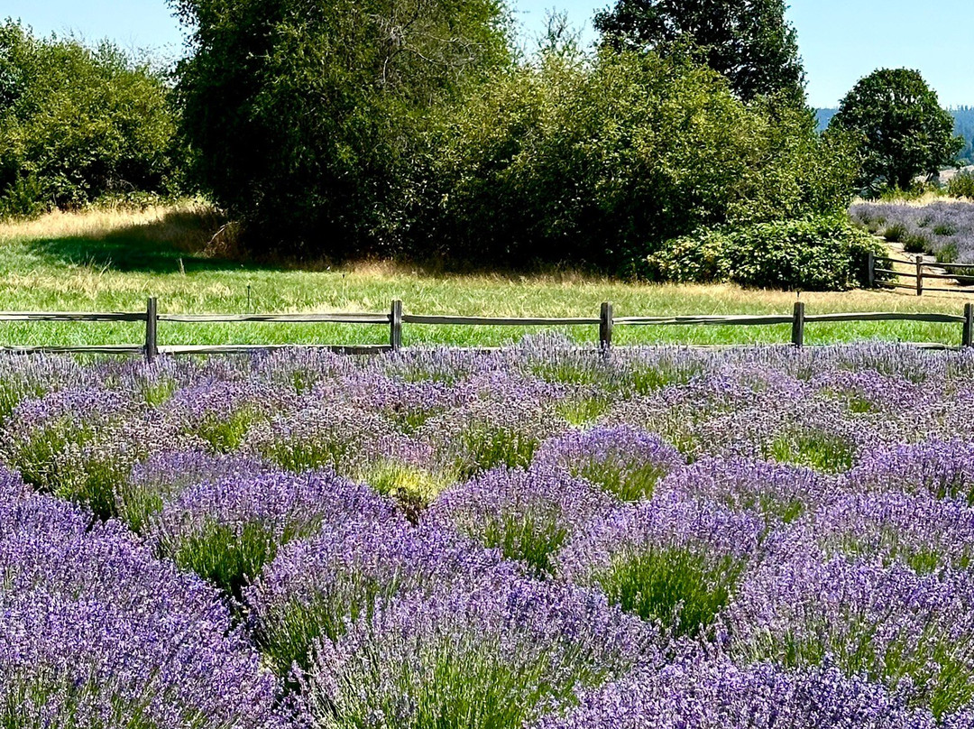 Hood River Lavender Farms-胡德里弗必去景点