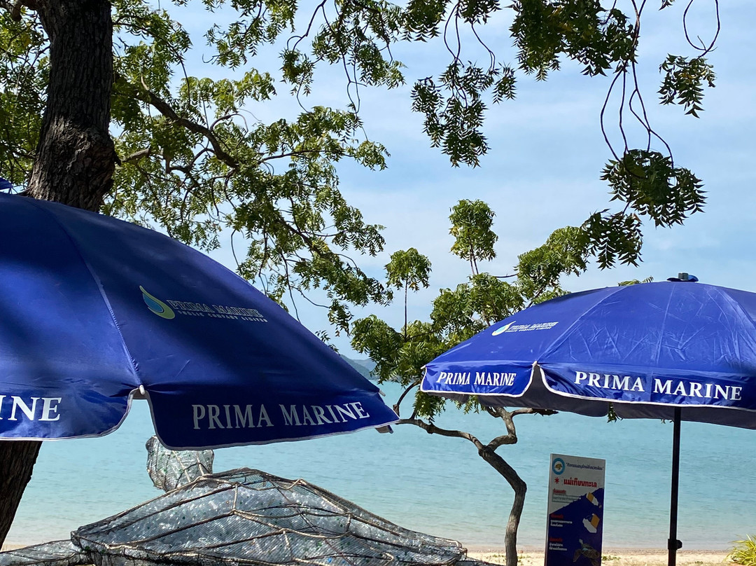 Sea Turtle Conservation Center, Sattahip-色桃邑必去景点