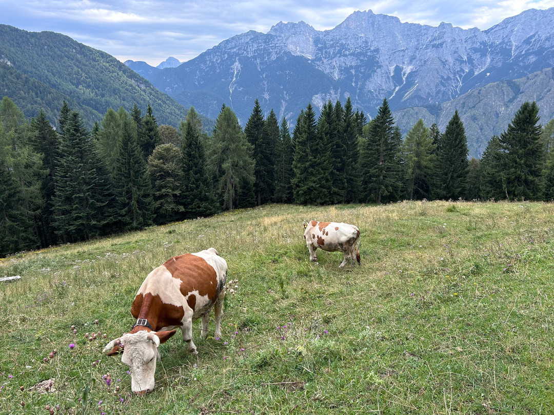 Malga Poccet景点图片