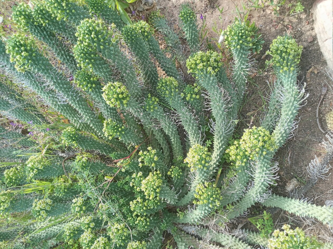 Capey Tours-开普敦中心区必去景点