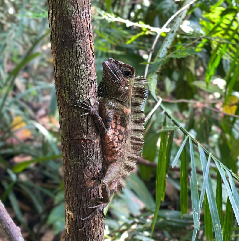 Bukit Lawang Travel-武吉拉旺必去景点