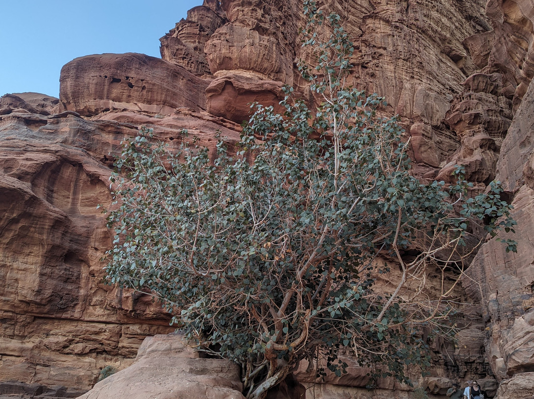 Jebel Khazali景点图片