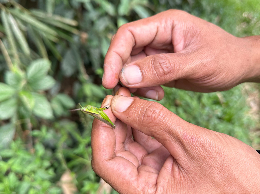 Jago Tour Guide-Tetebatu必去景点