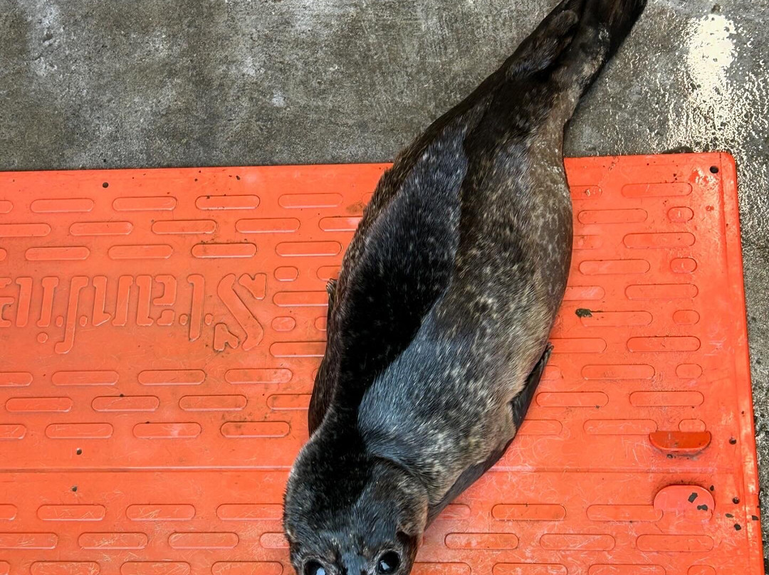 Seal Rescue Ireland-Courtown必去景点