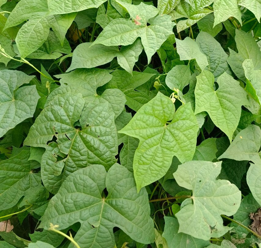 Mundo Aventura Parque Ecologico de Mazamitla-Mazamitla必去景点