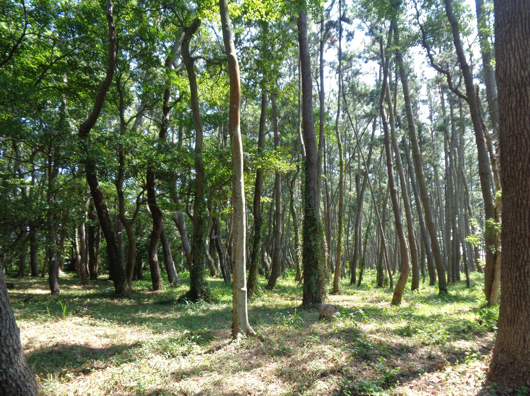 Enjugahama-美滨町必去景点