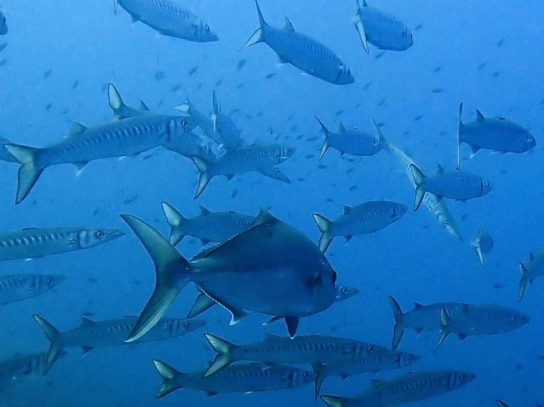 Evasioni Blu Diving Ustica-Ustica必去景点
