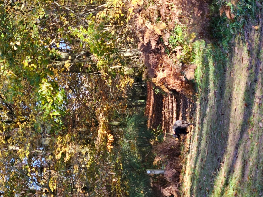 Queenswood Country Park & Arboretum景点图片