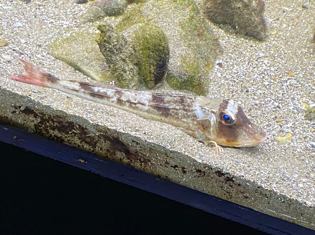 Ocean Lab - Sea Trust Wales-Goodwick必去景点