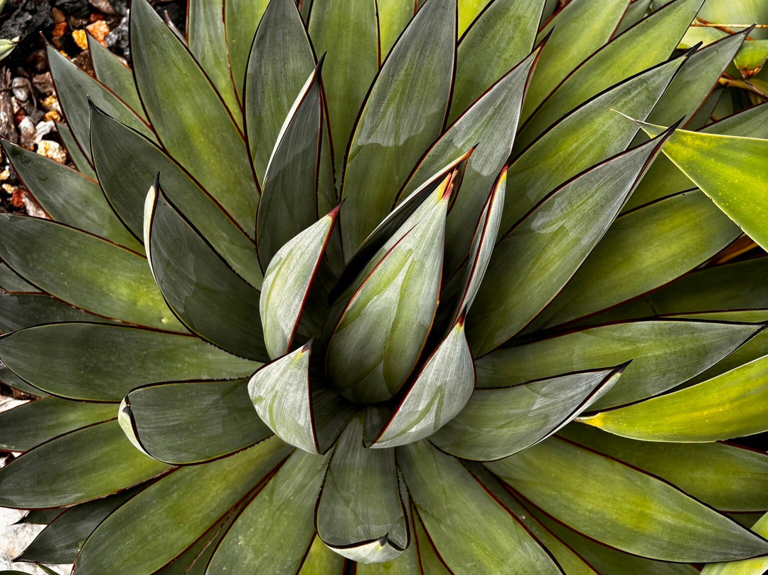 El Sueño (The Dream) Botanical Garden景点图片