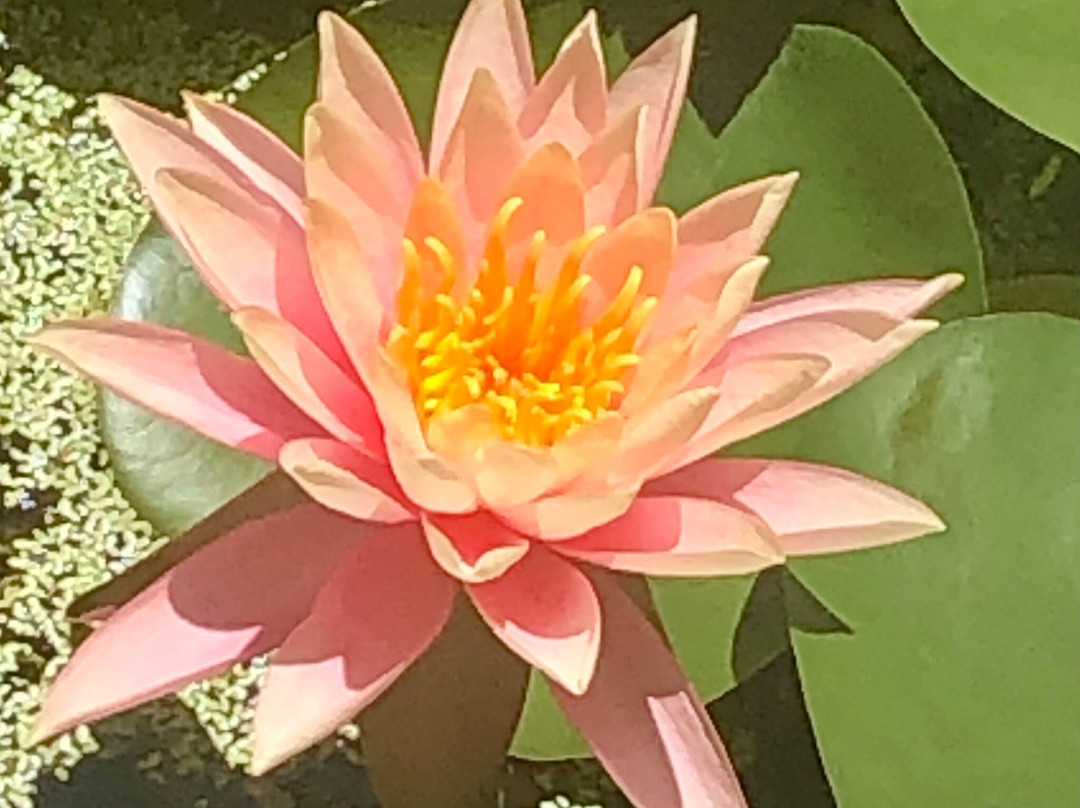 Jardin de l'Etat景点图片