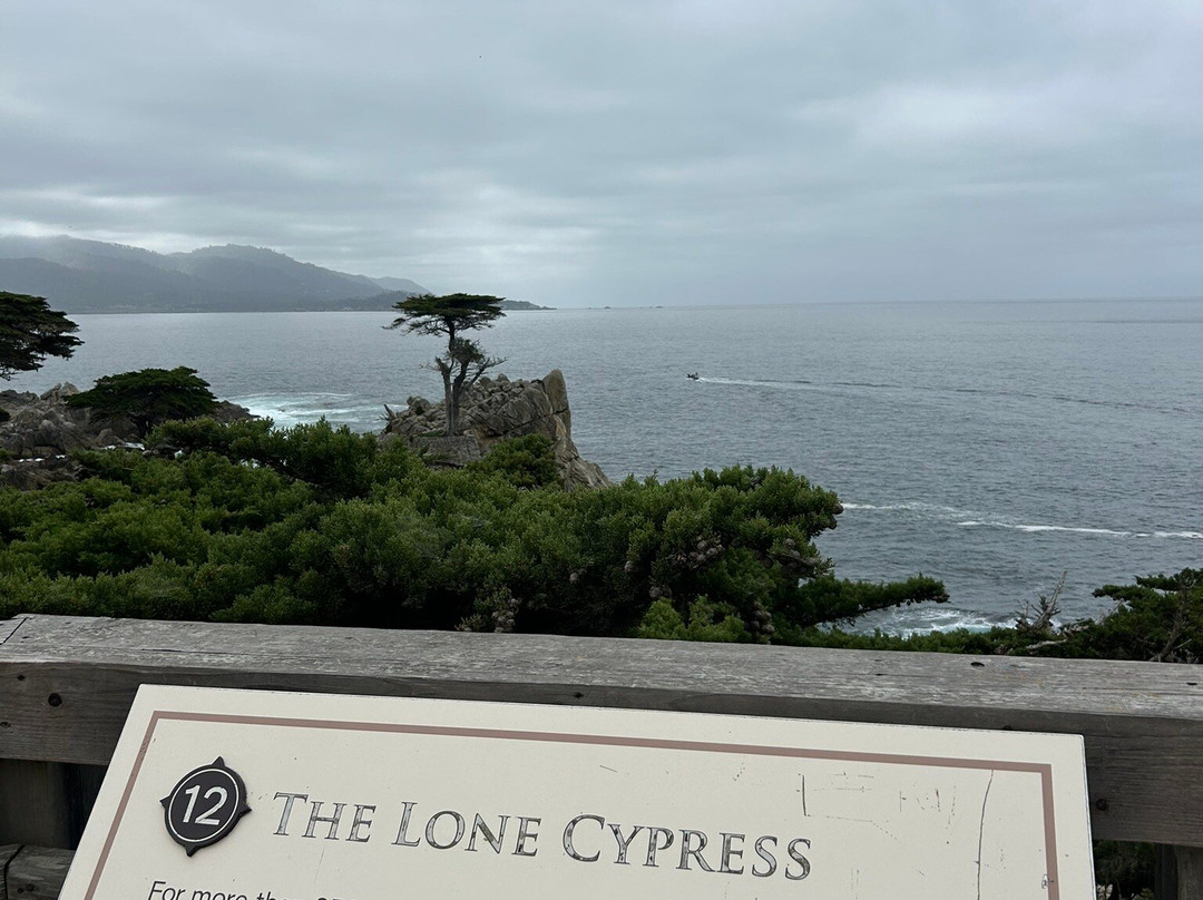 Lone Cypress景点图片