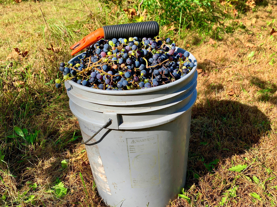 Grape Mill Vineyard and Winery景点图片