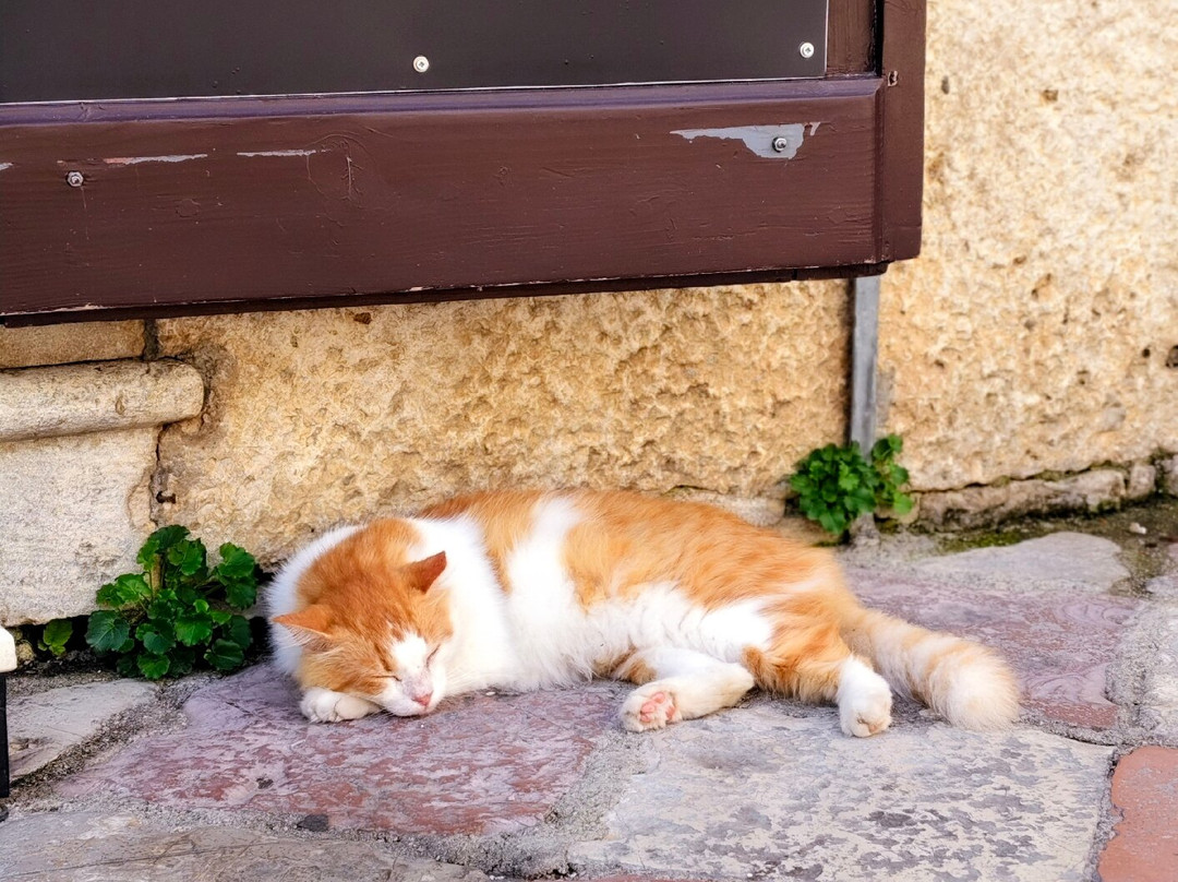 Kotor Old Town景点图片