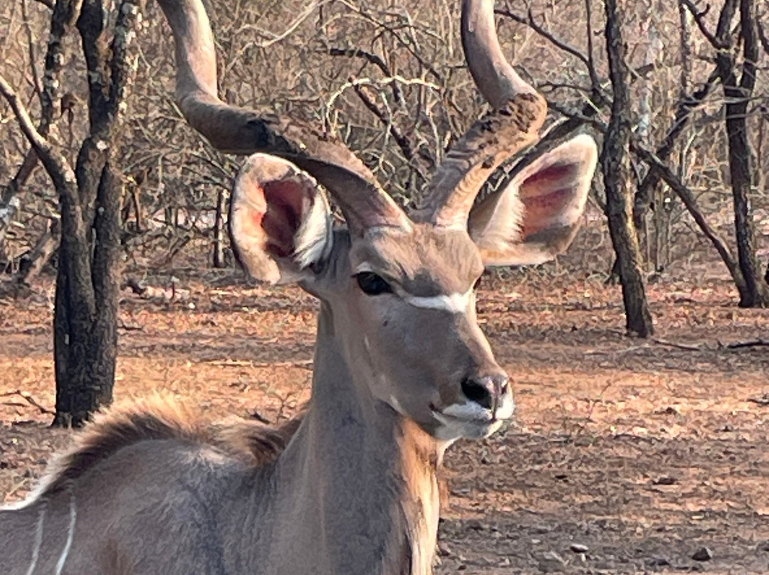 Khaya Umdani Guest Houses主图