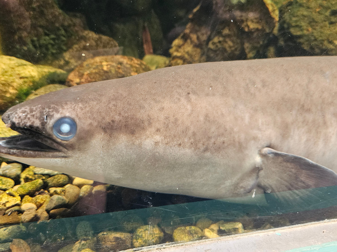 Aquarium des Lagons Nouvelle Caledonie景点图片