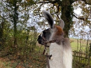 Catanger Llamas-Towcester必去景点
