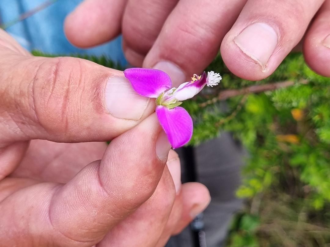Fynbos Trail-干斯拜必去景点
