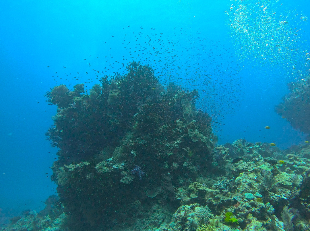 Dive Savusavu Fiji景点图片