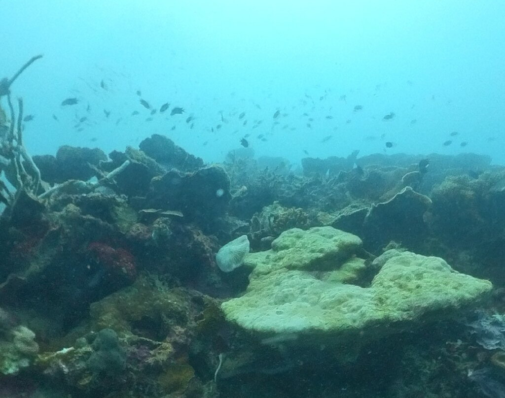 Coron Sanho Dive Center景点图片