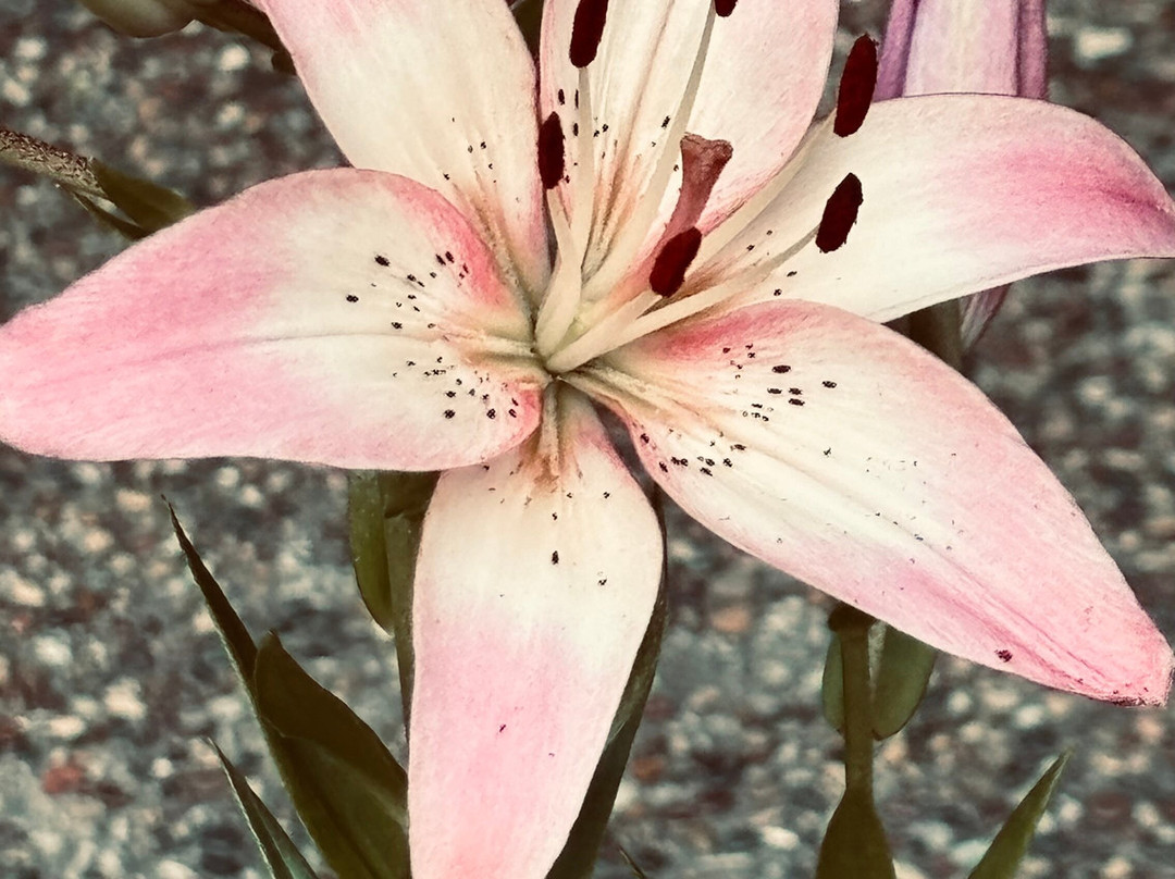 Shelter Gardens-哥伦比亚市必去景点