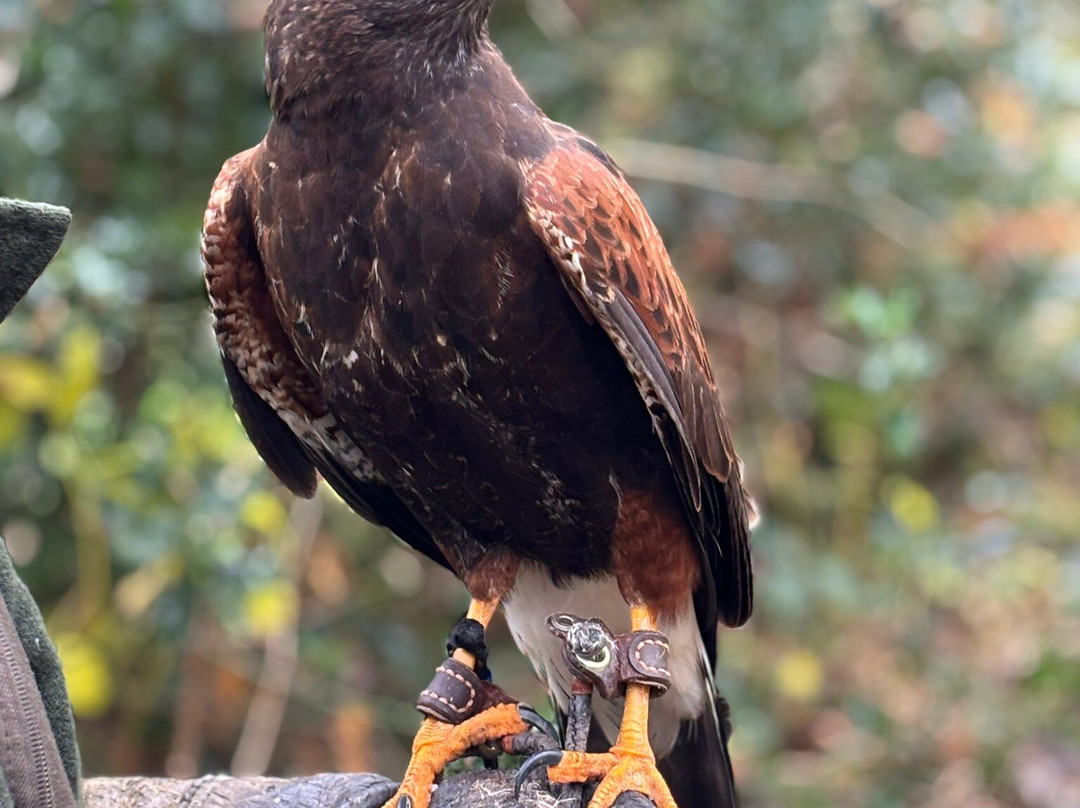 Lake District Falconry景点图片
