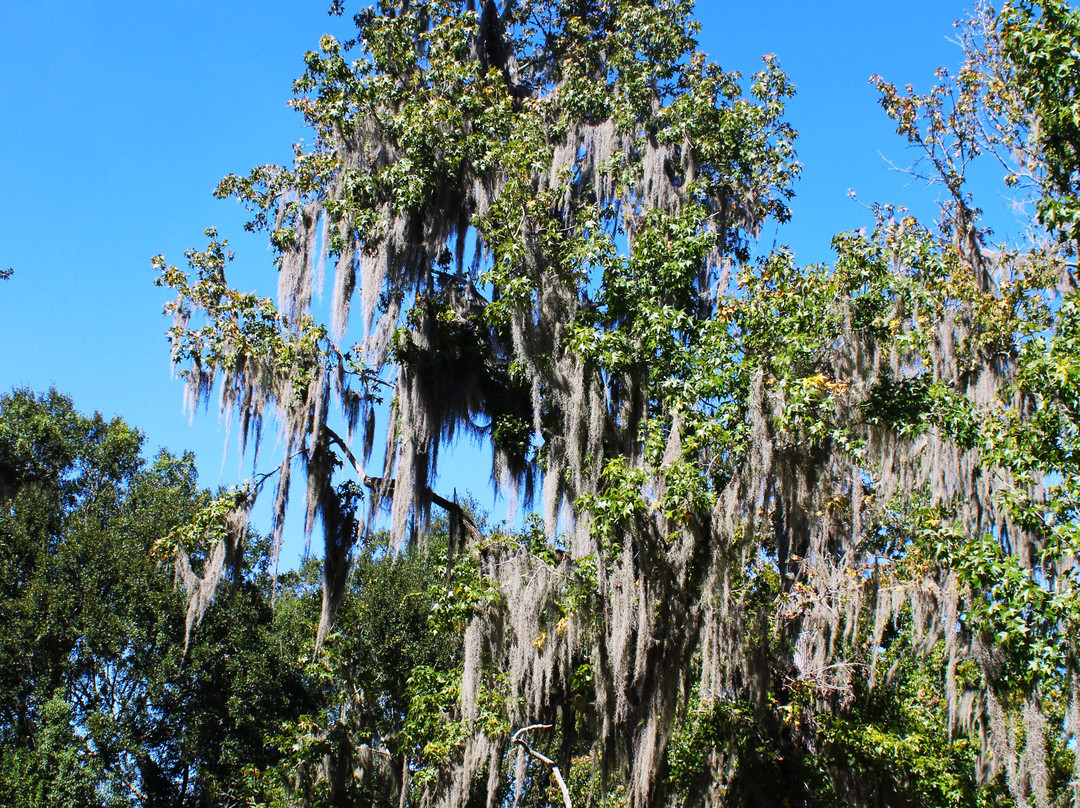 Longfellow Evangeline State Historic Site-Saint Martinville必去景点