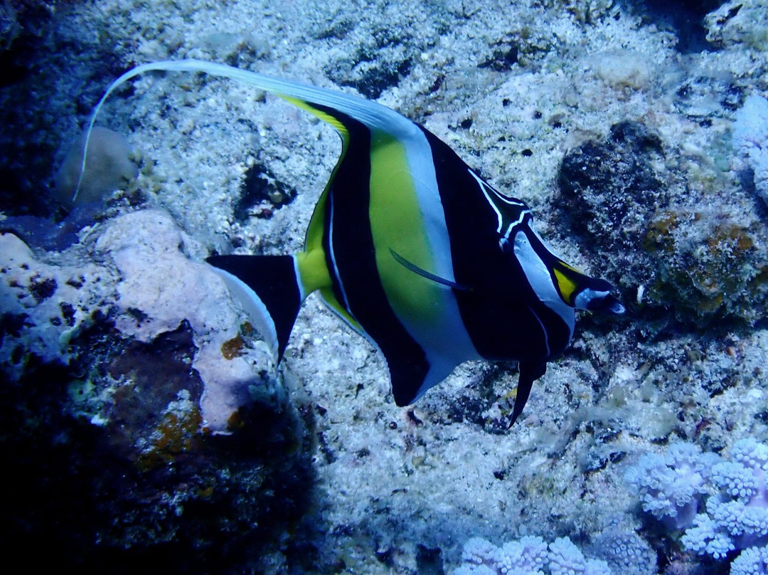 Ocean Spirit Dive Center景点图片