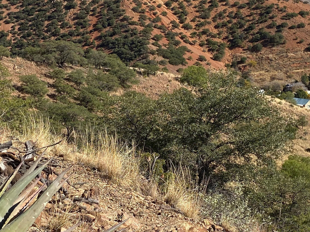 North Tombstone Canyon Trail景点图片