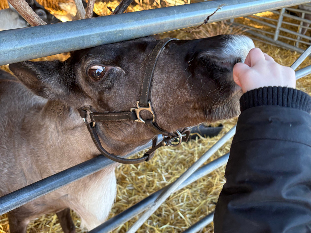 The Cotswold Reindeer Herd-赛伦塞斯特必去景点
