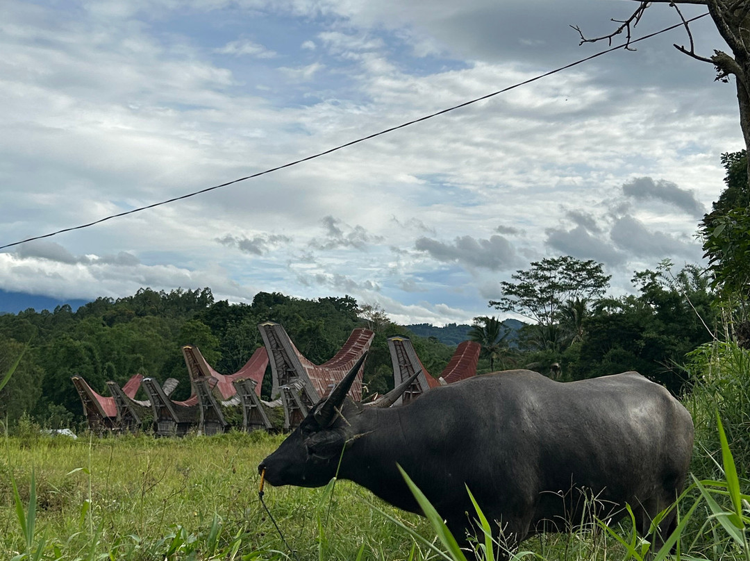 Toraja Tour Guide景点图片